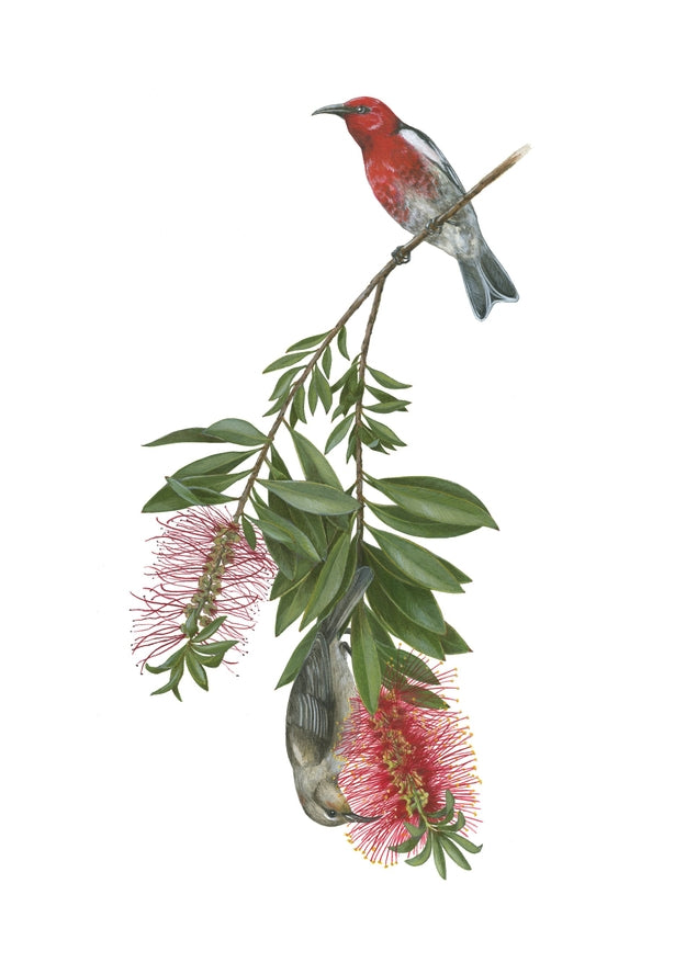 Notecard Set: Pollinators
