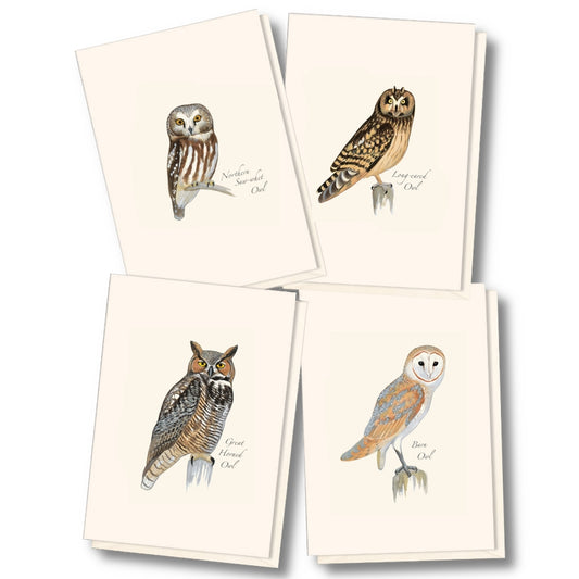 Notecard Set: Sibley Owl Assortment