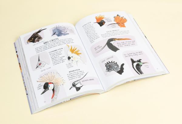 Bird Anatomy: The Curious Lives of the World's Feathered Creatures