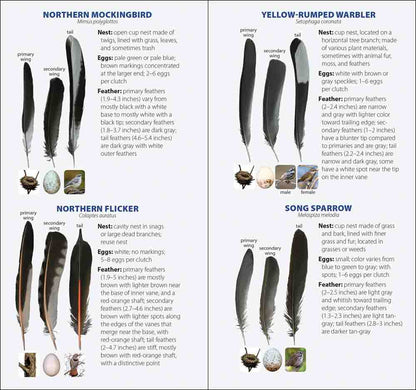 Bird Feathers & Eggs of...