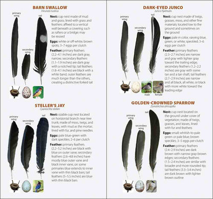 Bird Feathers & Eggs of...