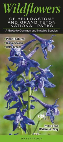 Wildflowers of Yellowstone and Grand Teton National Parks cover