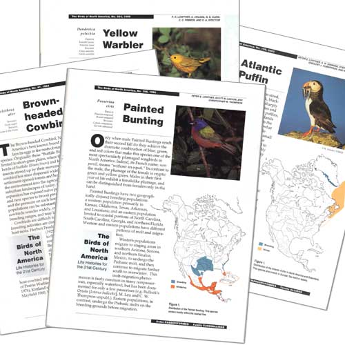 Book cover and/or sample page of Horned Lark: Birds of North America species account