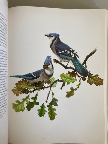 Birds of the Forest