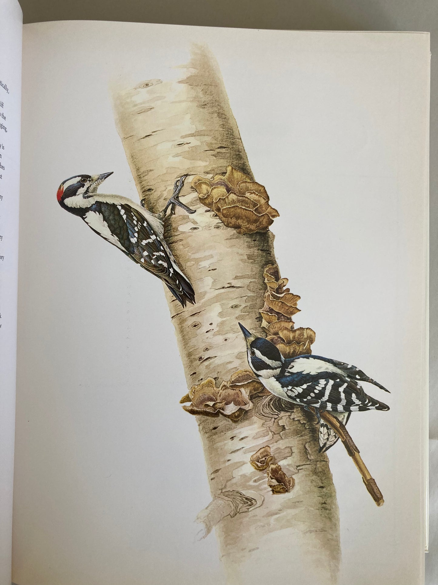Birds of the Forest