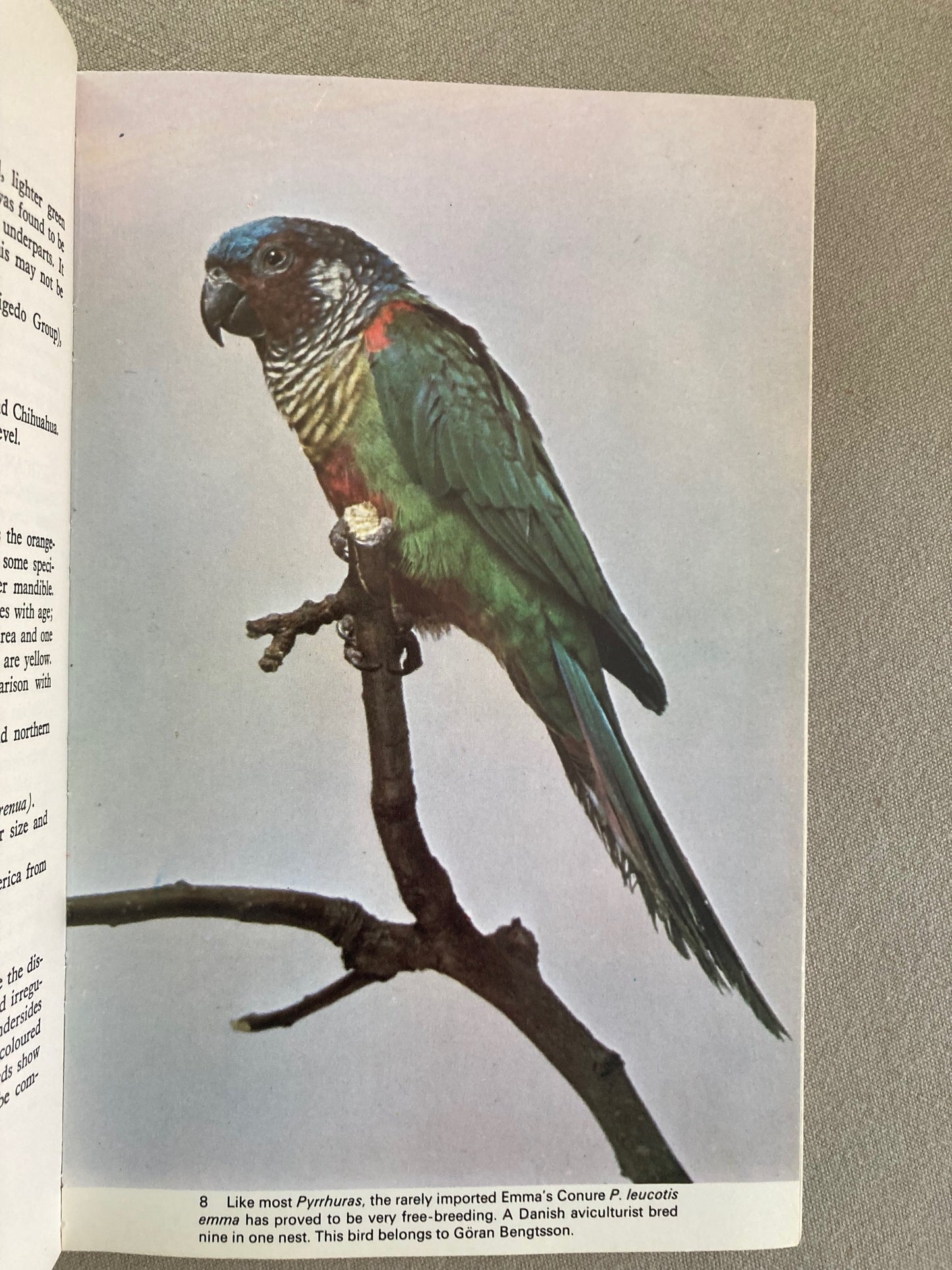 The Parrots of South America