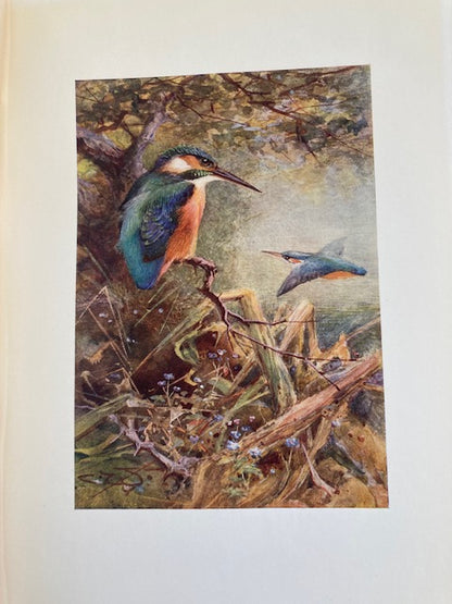 Egyptian Birds: For the Most Part Seen in the Nile Valley. Painted and Described by Charles Whymper