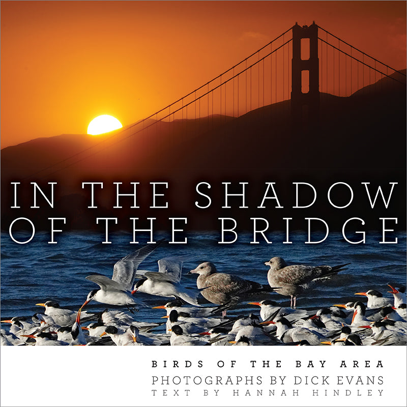 In the Shadow of the Bridge: Birds of the Bay Area [not yet published]