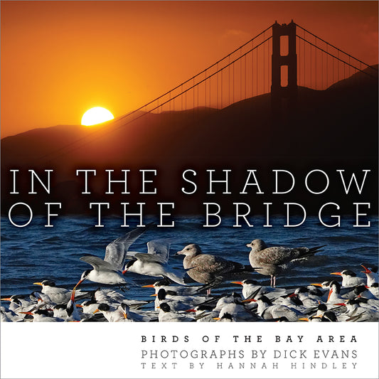 In the Shadow of the Bridge: Birds of the Bay Area [not yet published]
