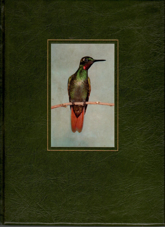 Book cover and/or sample page of Hummingbirds