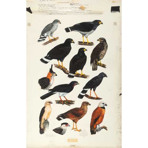 Book cover Birds of Prey II. Original Field Guide Art by John A. Gwynne for A Guide to the Birds of Panama