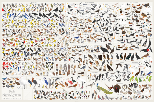 Poster: Birds of North America cover