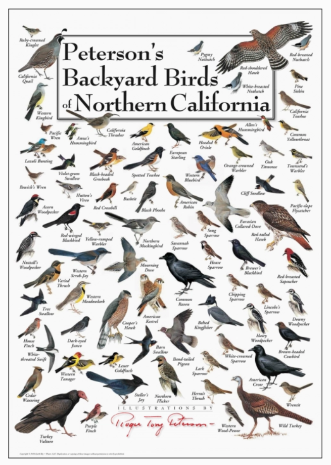 Poster: Peterson's Backyard Birds of Northern California cover