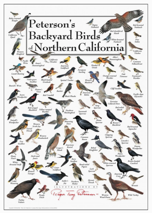 Poster: Peterson's Backyard Birds of Northern California cover