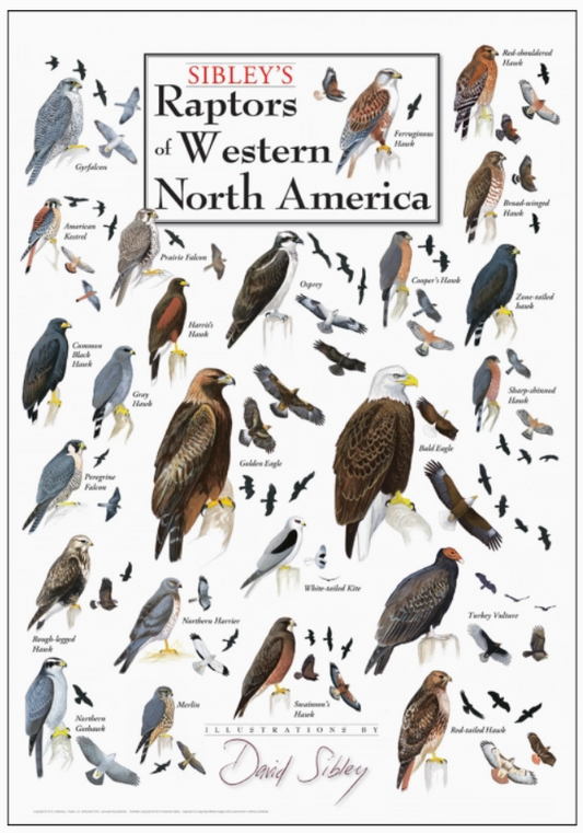 Poster: Sibley's Raptors of Western North America cover