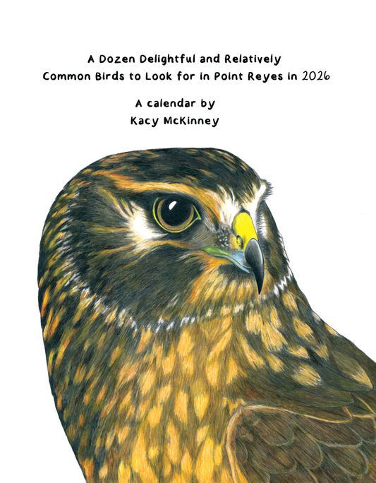 A Dozen Delightful and Relatively Common Birds to Look for in Point Reyes in 2026