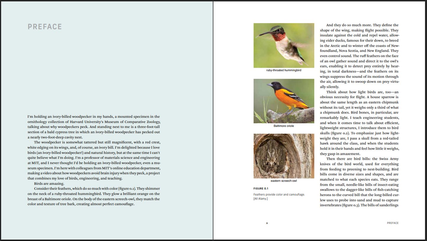 Birds Up Close: An Engineer Explores Their Hidden Wonders
