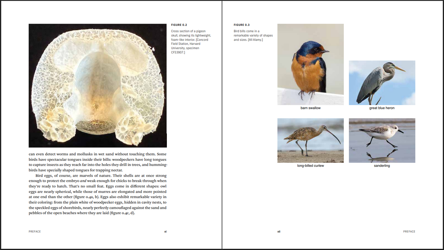 Birds Up Close: An Engineer Explores Their Hidden Wonders