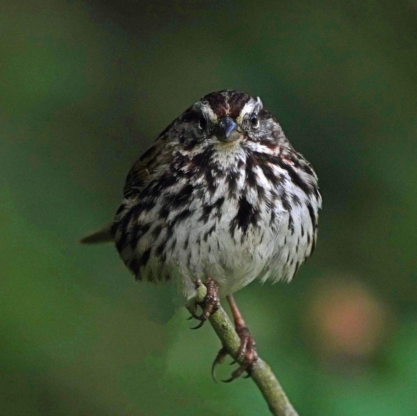 In the Shadow of the Bridge: Birds of the Bay Area [not yet published]