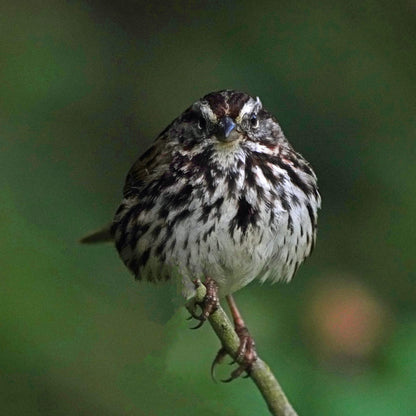 In the Shadow of the Bridge: Birds of the Bay Area [not yet published]
