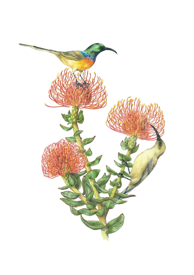 Notecard Set: Pollinators