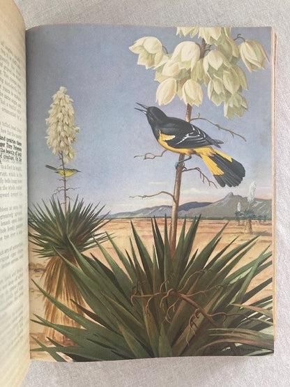 Arizona and its Bird Life