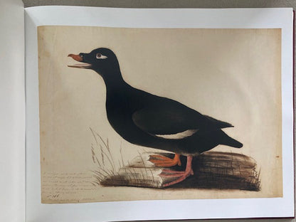 Audubon: Early Drawings