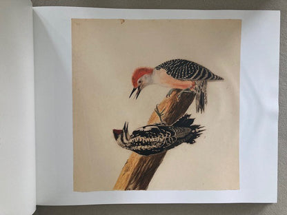 Audubon: Early Drawings