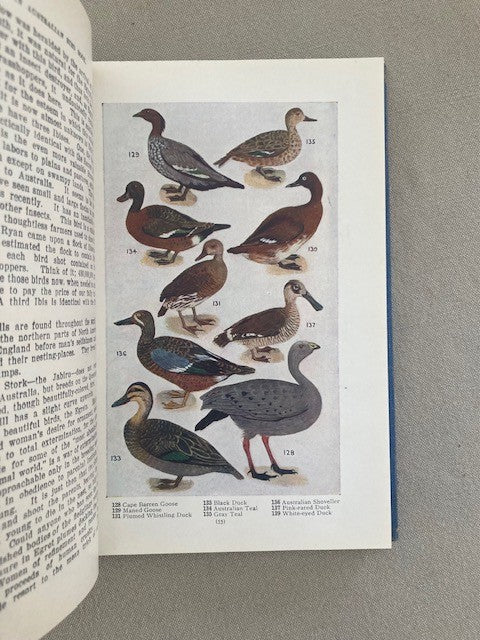 An Australian Bird Book: A Pocket Book for Field Use