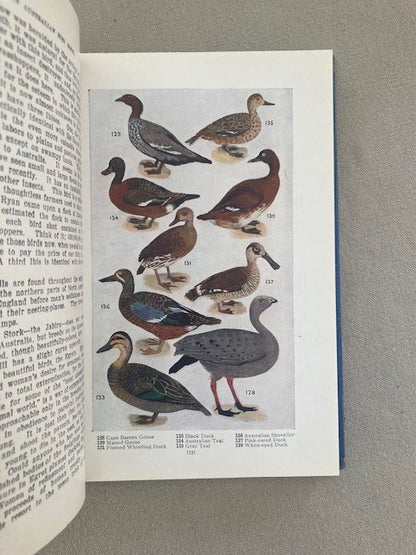 An Australian Bird Book: A Pocket Book for Field Use