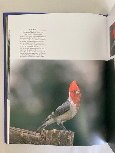 Aves Brasil