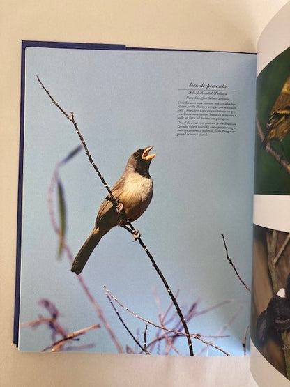 Aves Brasil