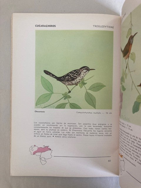 Aves Venezolanas: cien de las mas conocidas