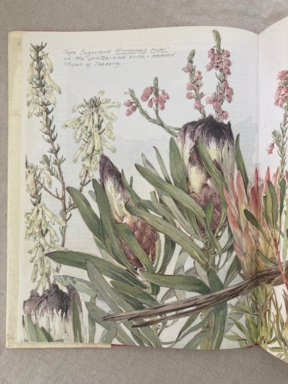 Between Two Shores: Flora and Fauna of the Cape of Good Hope