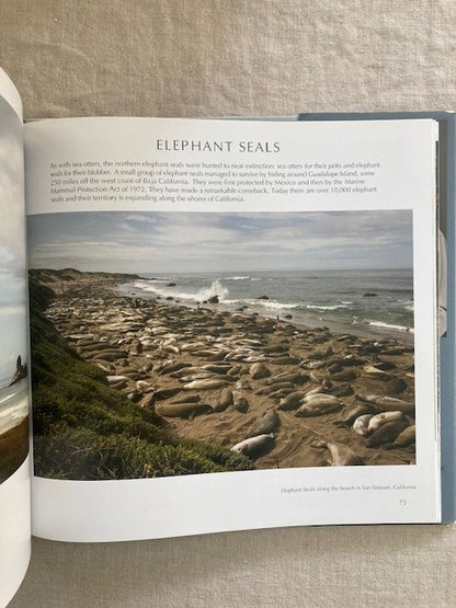 Big Sur Revealed