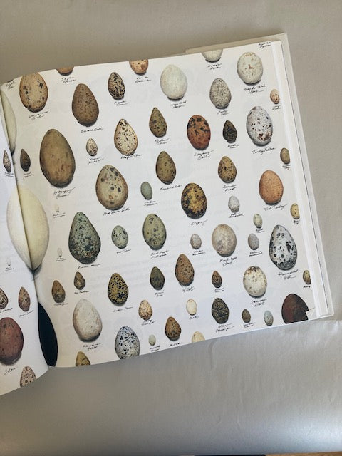 Bird Egg Feather Nest