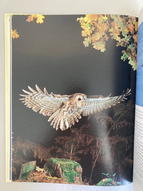 Bird Flight: An Illustrated Study of Birds' Aerial Mastery