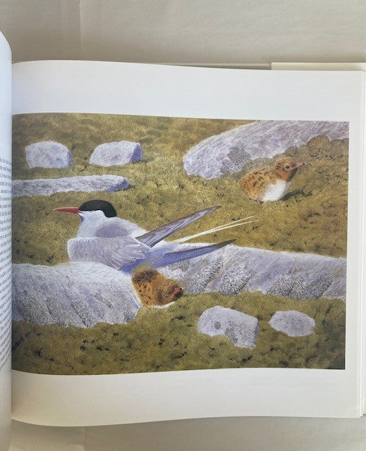 Bird Impressions: A Personal View of Birds