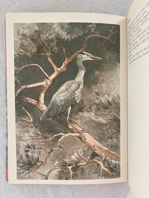 Bird Life and the Painter