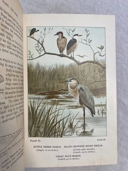 Bird-Life: A Guide to the Study of Our Common Birds
