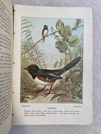 Bird-Life: A Guide to the Study of Our Common Birds