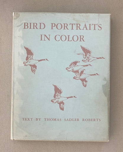 Bird Portraits in Color