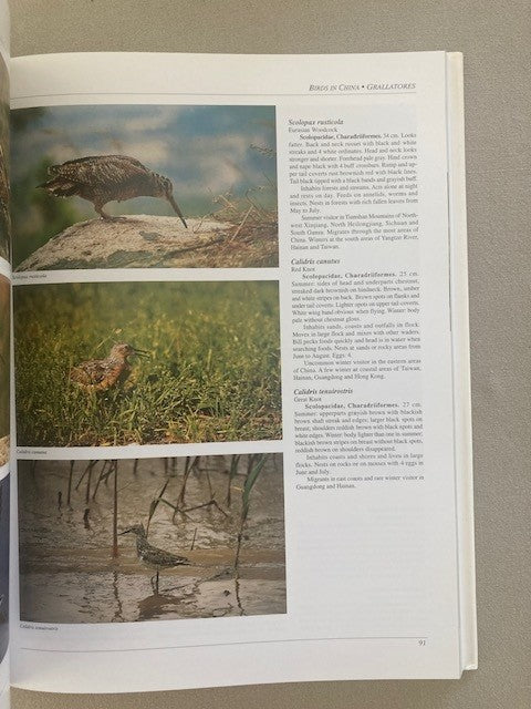 Birds in China