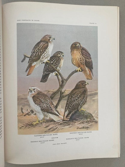 Bird Portraits in Color