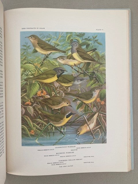 Bird Portraits in Color