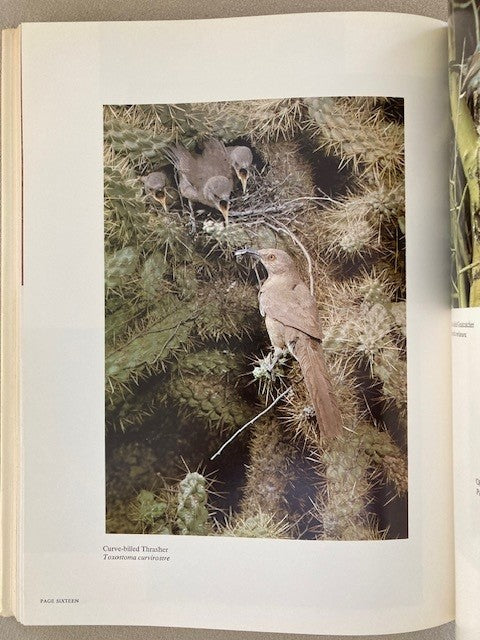 The Birds of Arizona