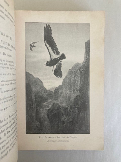 Birds of California: an introduction to more than three hundred common birds of the state and adjacent islands