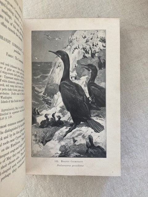 Birds of California: an introduction to more than three hundred common birds of the state and adjacent islands