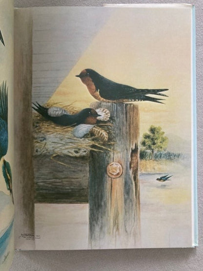 Birds of Fiji in Colour