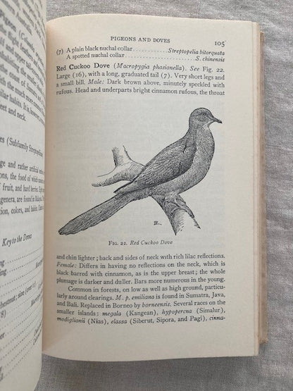 Birds of Malaysia